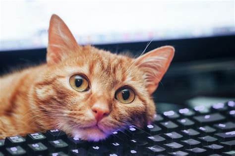 システムエンジニア 未経験 - なぜ猫はキーボードを叩くのか？